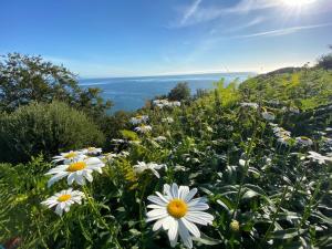 Rooms At Babbacombe