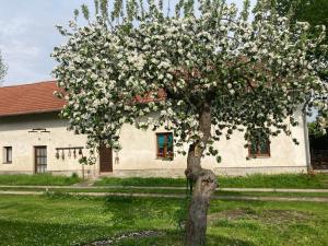 a tree with white flowers in front of a building at Příjemný apartmán se zahradou in Ostřešany