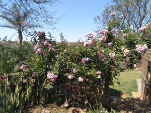 une haie de roses roses dans un jardin dans l'établissement Non Stop Adventures Weaver Cottage, à Pietermaritzburg