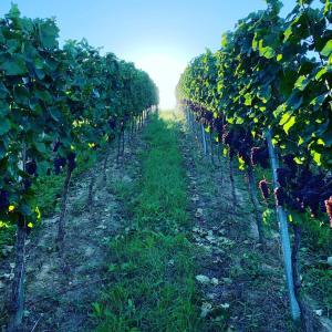 Zahrada ubytování Rüdlins-Winzerhof