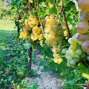 un montón de uvas colgando de un árbol en Rüdlins-Winzerhof, en Auggen