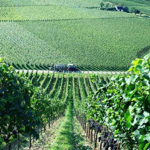 Zahrada ubytování Rüdlins-Winzerhof
