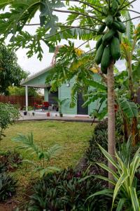 a banana tree in front of a house at Gîte TI KAZ MORINGA, Charmante case créole à St Louis in Saint-Louis