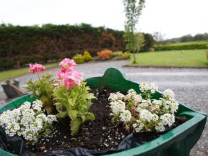 a green pot filled with flowers in a garden at Dun Cromain B&B in Banagher