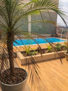 eine Palme in einem Topf neben einem Pool in der Unterkunft Cantinho Cunhense in Cunha