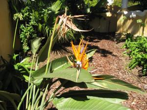 una pianta con un fiore d'arancio in un giardino di Ashanti Gardens Guesthouse a Città del Capo