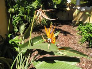 una planta con una flor de naranja en un jardín en Ashanti Gardens Guesthouse, en Ciudad del Cabo