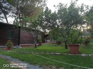a yard with trees and plants in a house at Su Matutzu in San Giovanni Suergiu
