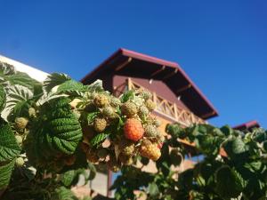 Ein Haufen Beeren auf einer Pflanze mit einem Gebäude im Hintergrund in der Unterkunft Cara norte de Gredos in Hoyos del Espino