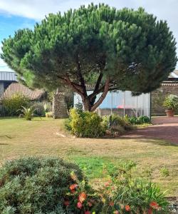 a tree in the middle of a yard at Le gîte Le Marillet in Thorigny