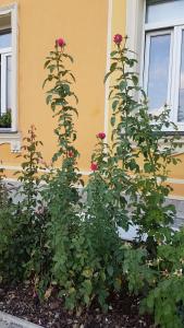 Ogród w obiekcie Penzion Duong Apartments