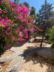 a garden with pink flowers and a pathway at Hotel Anezina in Drios