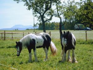 two horses standing in a field of grass at Ferienwohnung Held in Waging am See