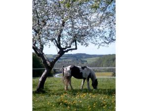 a horse grazing in a field next to a tree at Ferienwohnung Held in Waging am See