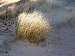 een stukje hoog gras in het zand bij Hotel Garni Villa Ostseegruss Obje in Warnemünde