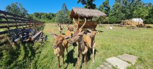 un grupo de vacas de pie en un campo en Curtea Domneasca, en Vaslui