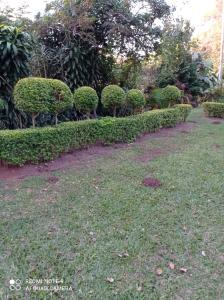 a row of trimmed bushes in a garden at Atholl Heights Homee in Westville
