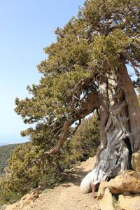 a tree on the side of a hill at Isminis Petroktisto Holidays Stonehouse in Palechori