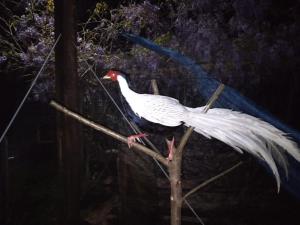 Animales en la casa o chalet o alrededores