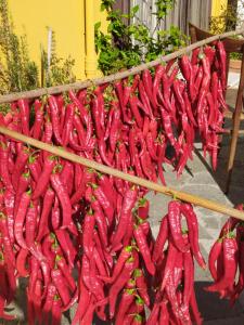 A garden outside All inBasilicata Bed & Breakfast