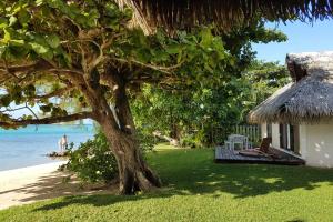 a tree sitting on the grass next to a beach at Villa Meheana in Moorea