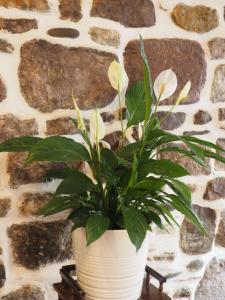 Gallery image of Studio Camino Real in Saint-Jean-Pied-de-Port