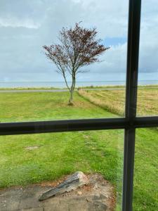 ein Fenster mit Blick auf einen Baum auf einem Feld in der Unterkunft Djursland Lystrup Strand in Allingåbro