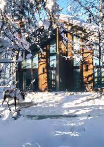 um lobo andando na neve em frente a uma casa em Nova Skyland Hotel em Rovaniemi