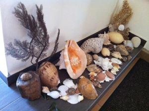 a tray of different types of shells on a table at Pontian Garden Hotel in Pontian Kecil