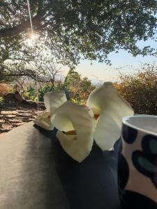 filiżankę kawy i skórkę bananową na stole w obiekcie Dombeya Ridge Guest Suite w mieście Rustenburg
