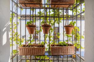 Zahrada ubytování Apartamento con patio cordobés en San Basilio & Parking