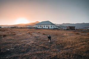 un perro caminando en un campo frente a una casa en Sarysoul Mountainlodge / Pamirextreme, en Sary-Tash