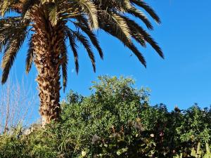 a palm tree with a blue sky in the background at Chez Laila in Skoura