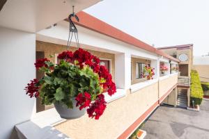 un balcón con flores rojas en una olla en un edificio en Americana Inn Motel, en South San Francisco