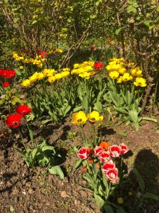 a bunch of colorful flowers in a garden at Room in house near Lycee International St Germain en Laye in Saint-Germain-en-Laye