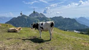 a cow standing in a field with mountains in the background at One-Of-A-Kind NASSFELD APARTMENTS in Sonnenalpe Nassfeld