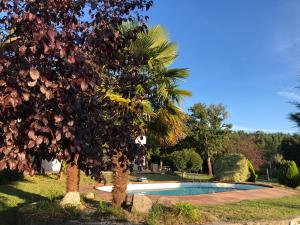 una palmera junto a una piscina en A PORTELA - Pereiro de Aguiar, en Covas