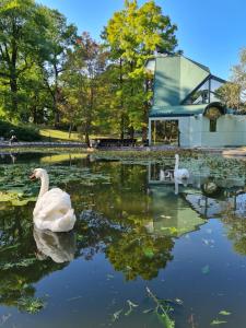 two swans swimming in a pond in a park at Apartman TIM LUX 1 in Vrnjačka Banja