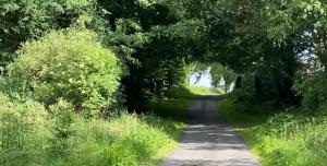 una strada sterrata con alberi su entrambi i lati di Johnstonebridge Cottage a Johnstonebridge