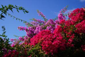 Un mazzo di fiori rosa contro un cielo blu di Casa Ferrobo a São Brás de Alportel