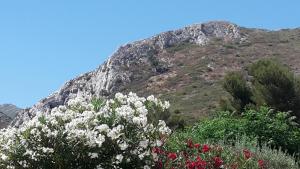 a mountain with white flowers in front of it at Chambre privée avec Piscine in Marseille