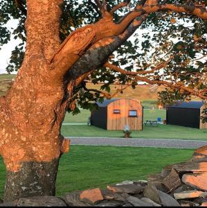 a tree with a building in the background at Castledarcy Glamping in Lahinch