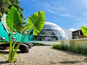 a glass house with a large plant in front of it at Ubuntu Glamping in Guanacaste