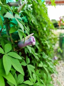 Giardino di Ubuntu Glamping