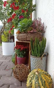 un grupo de macetas y flores en cestas en Ferienwohnung Stubenböck en Achenkirch