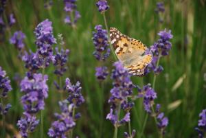 a butterfly sitting on top of purple flowers at El Porxo de Can Baixeres in Montseny