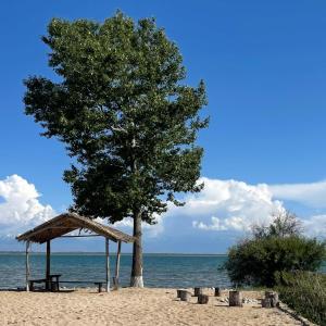 a tree and a picnic table on the beach at Усадьба Кутурга in Kuturga