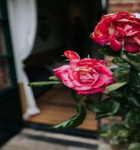 Fotografie z fotogalerie ubytování De vijgenhof v destinaci Appingedam