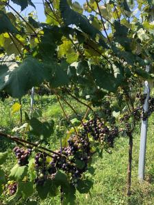 Jardín al aire libre en Winzerhäuschen Kern