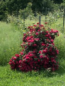 Jardín al aire libre en Winzerhäuschen Kern